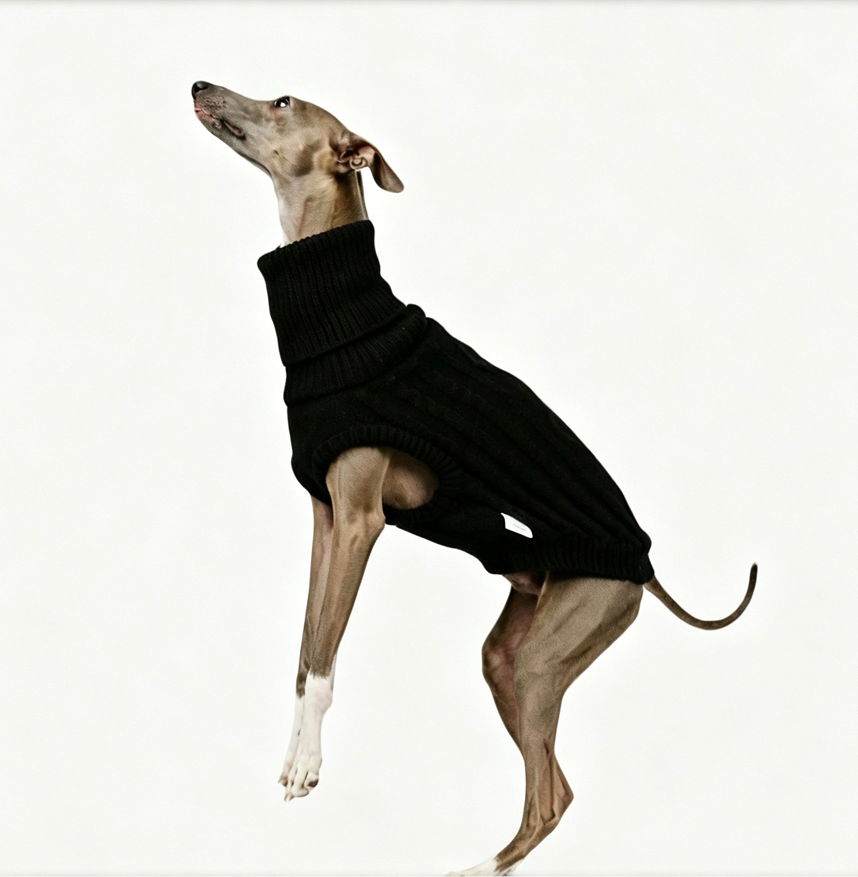 Greyhound wearing black turtleneck knit sweater, dynamic pose