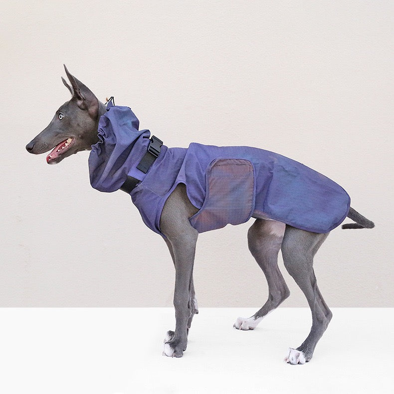 Muttu Windproof Sighthound Jacket - Italian Greyhound Wearing Purple Outdoor Dog Coat