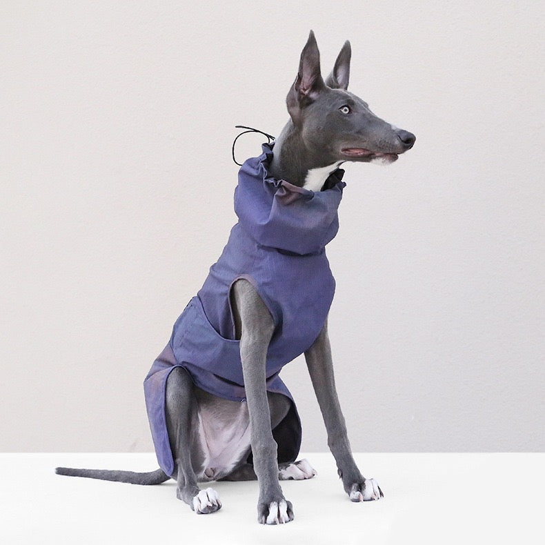 Muttu Windproof Sighthound Jacket - Italian Greyhound Wearing Purple Outdoor Dog Coat