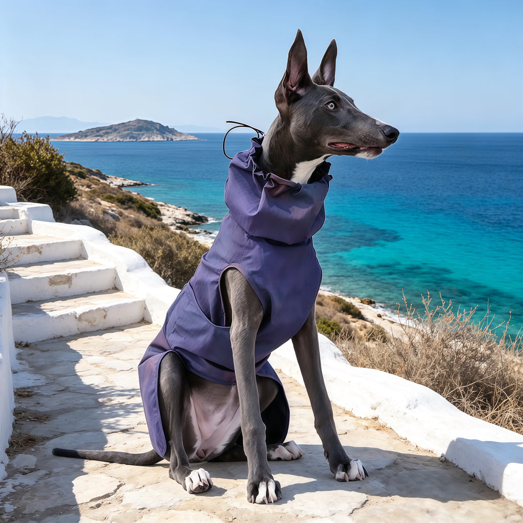Muttu Windproof Sighthound Jacket - Italian Greyhound Wearing Purple Outdoor Dog Coat
