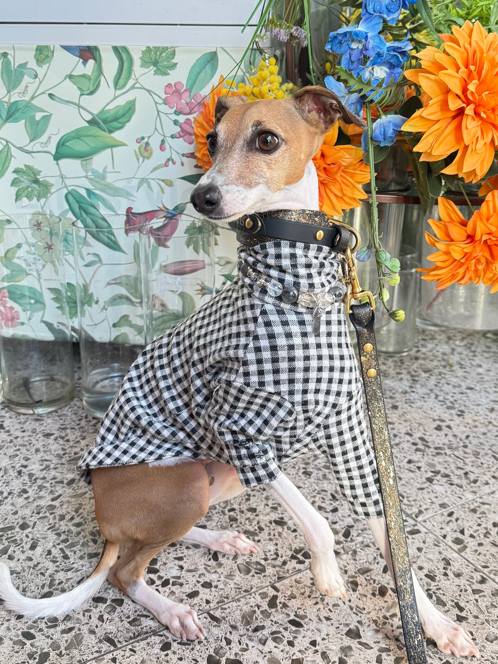 Italian Greyhound in a checkered sweater wearing the Soul crystal necklace and black leather collar against bright floral decor