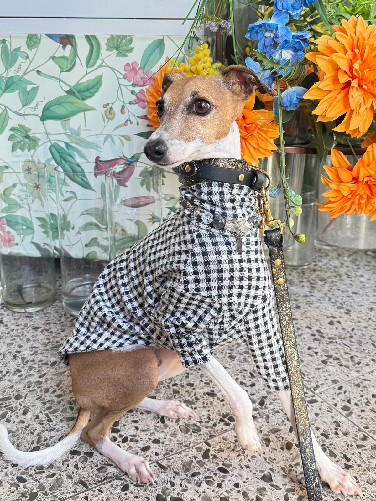 Italian Greyhound in a checkered sweater wearing the Soul crystal necklace and black leather collar against bright floral decor