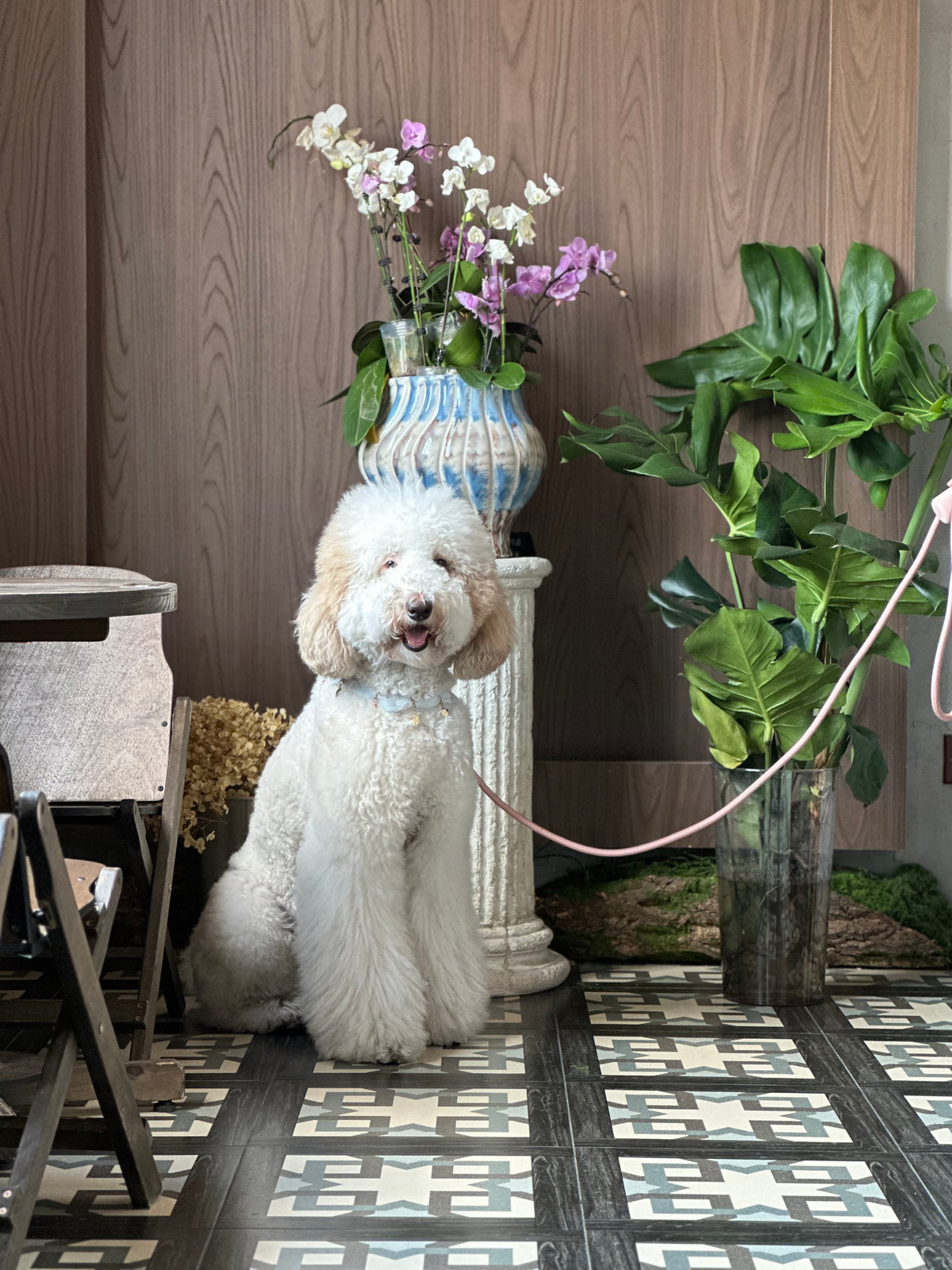 Fluffy white poodle sitting gracefully beside indoor greenery wearing the Thalassa shell bead pet collar with marine charms