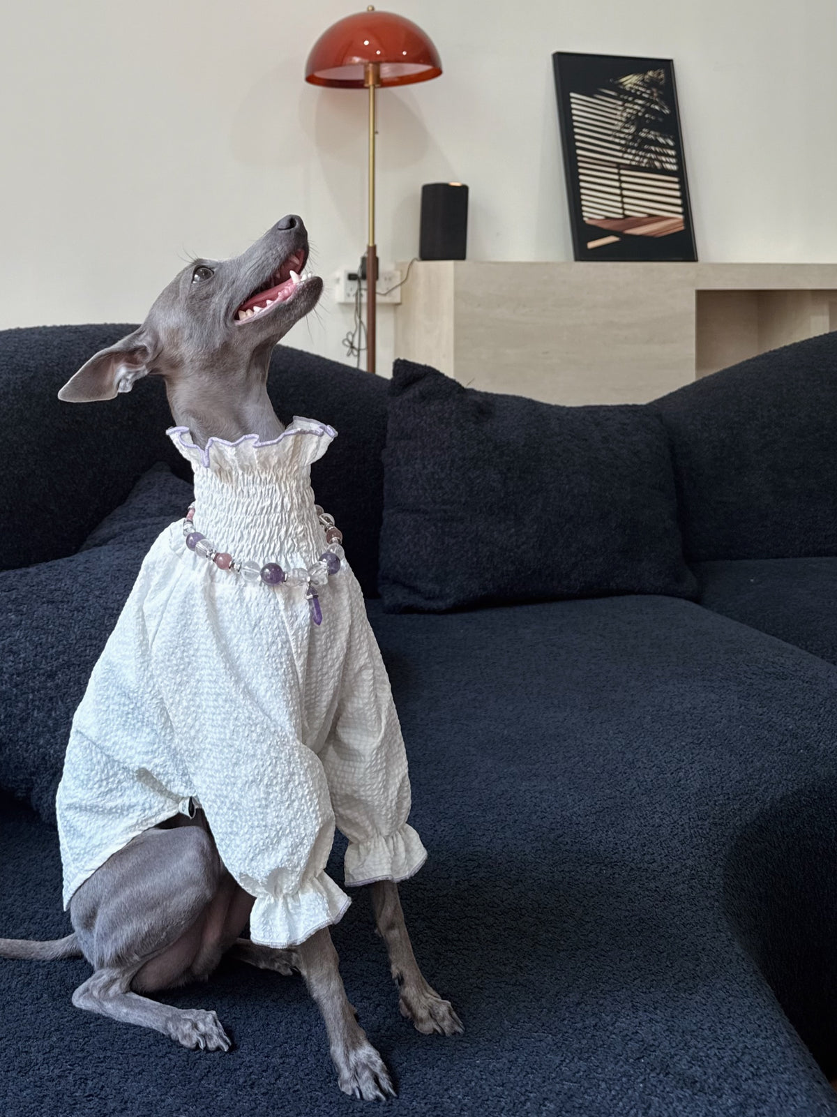 Italian Greyhound sitting on a sofa looking up happily wearing a white ruffled shirt and the Selene amethyst crystal necklace