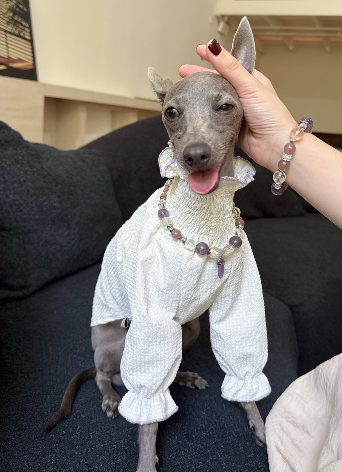 Smiling Italian Greyhound wearing the Selene crystal pet necklace while owner's hand wearing the matching crystal bracelet pets its head