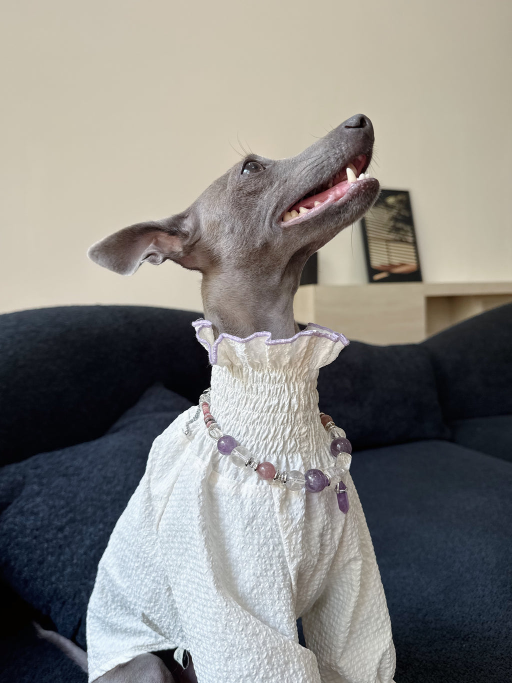 Close-up view of an Italian Greyhound wearing the Selene amethyst and quartz crystal necklace over a high-neck ruffled collar