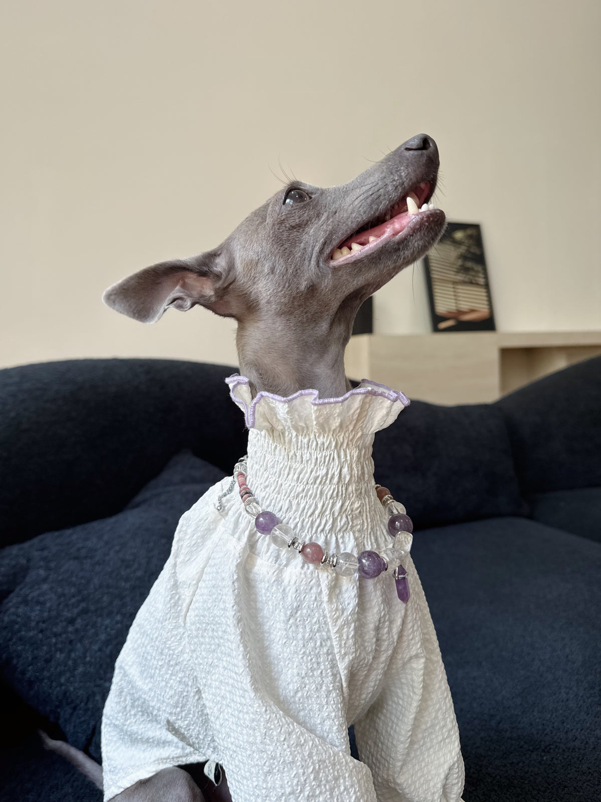 Close-up view of an Italian Greyhound wearing the Selene amethyst and quartz crystal necklace over a high-neck ruffled collar