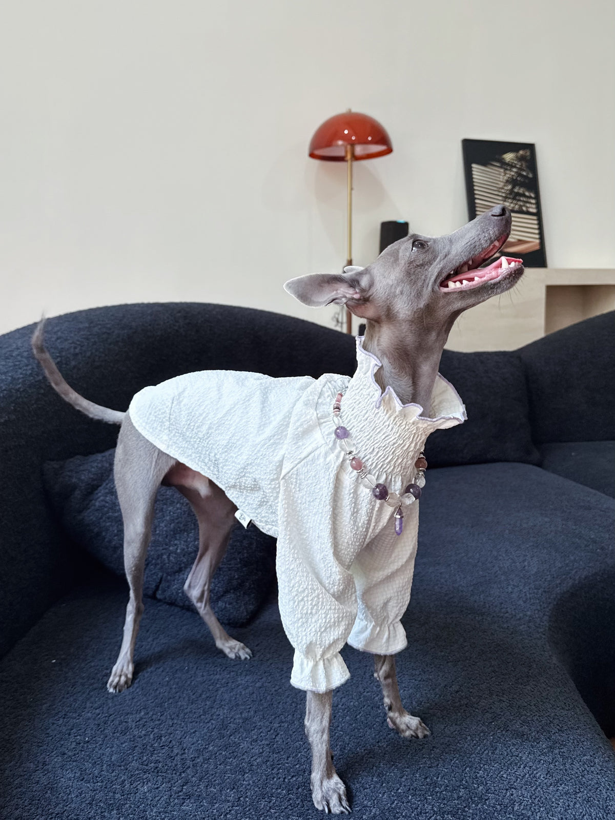 Full body side view of an Italian Greyhound standing playfully on a sofa in a ruffled pet shirt wearing the Selene crystal necklace