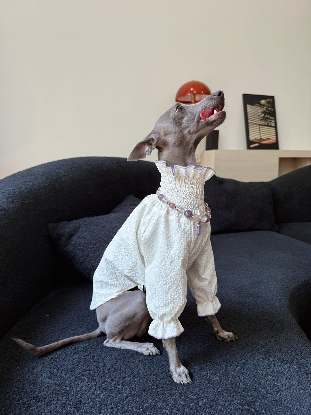 Playful Italian Greyhound sitting on a dark couch licking its nose while wearing the Selene luxury crystal pet necklace