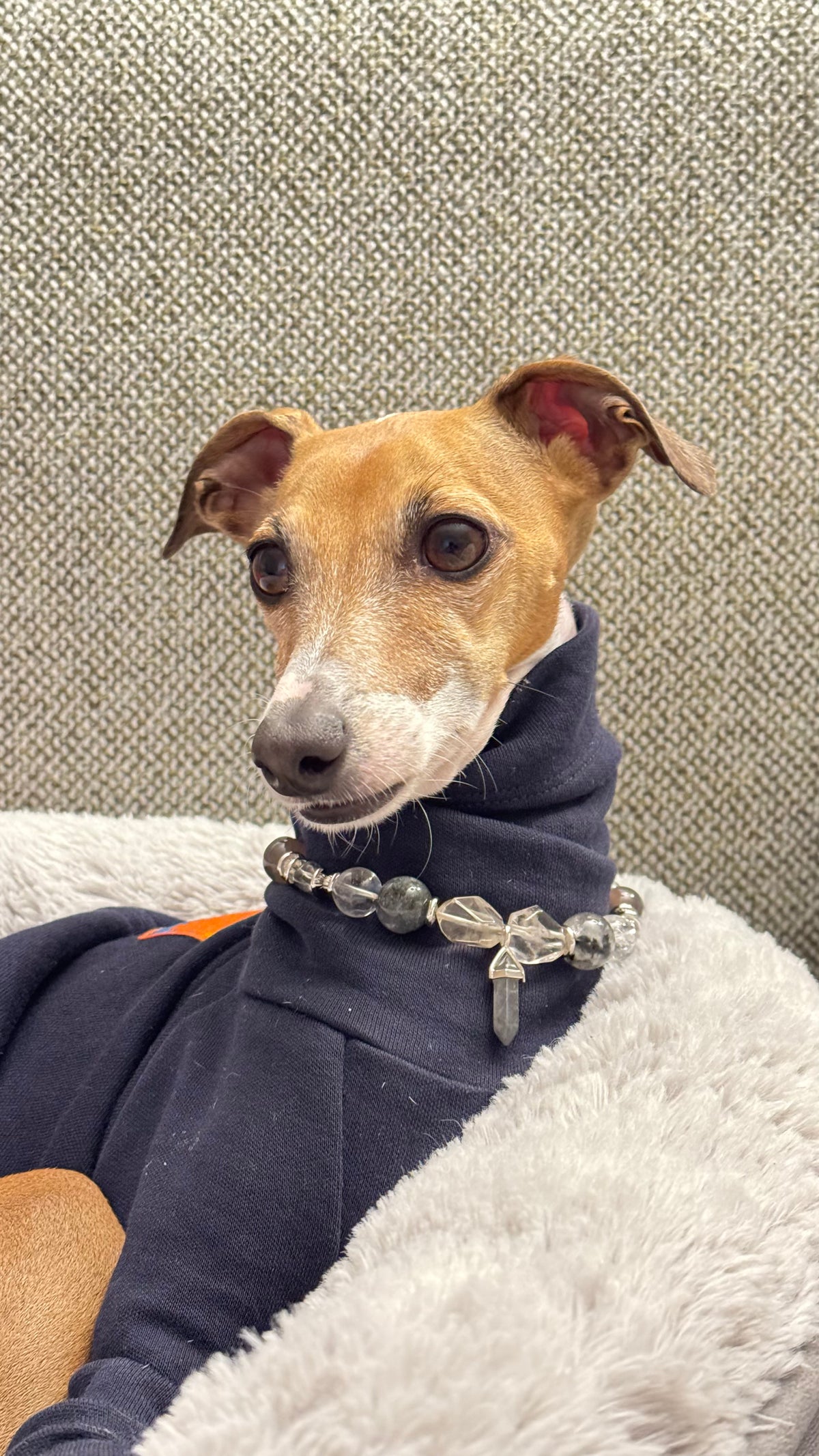Front portrait of an Italian Greyhound wearing a beaded crystal pet necklace with green gemstone beads in a plush pet bed