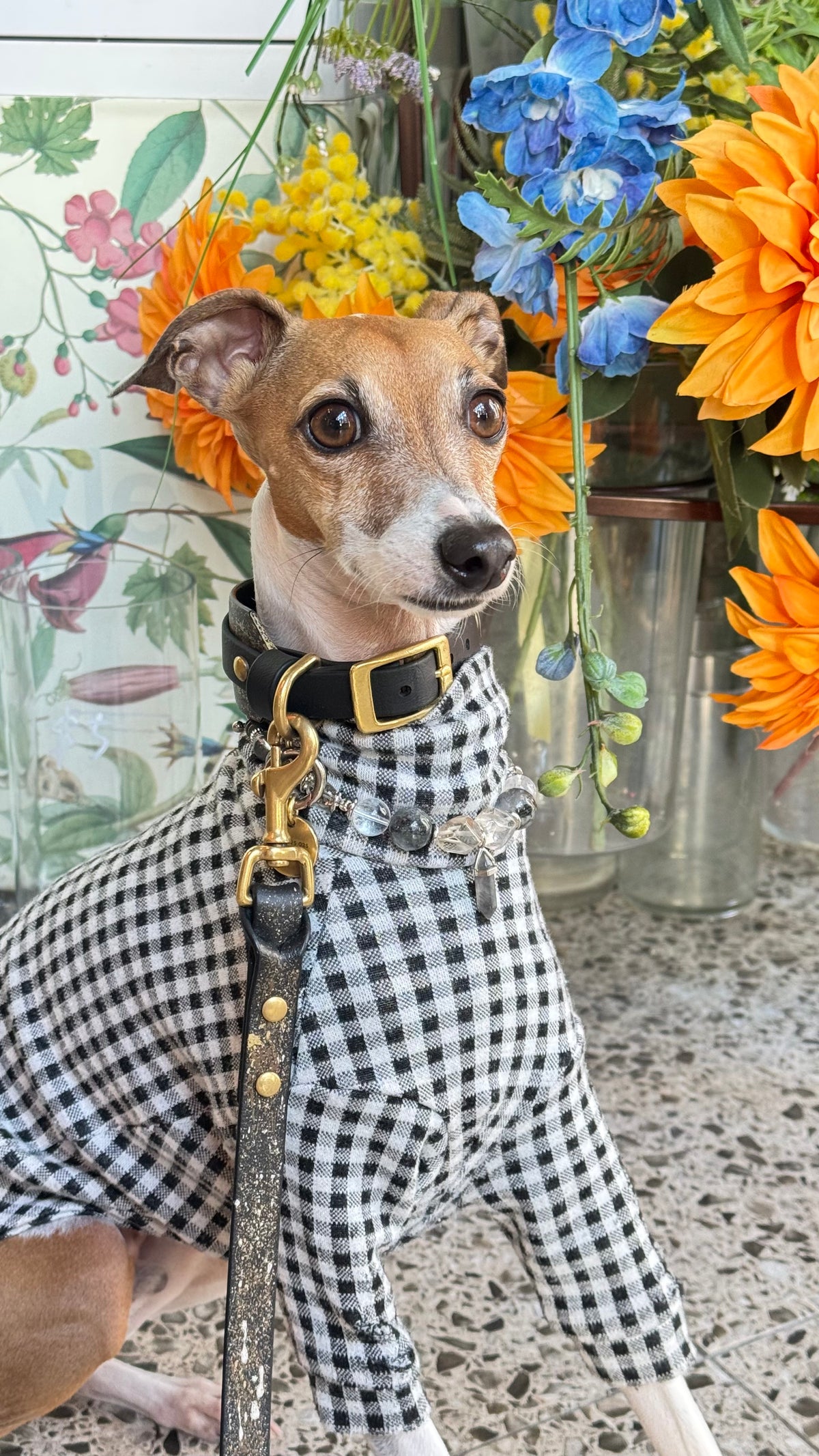 Full body side view of an Italian Greyhound in a checkered outfit and leather leash wearing the Soul luxury crystal necklace by flowers