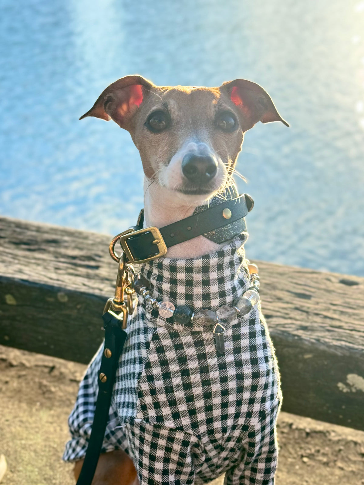 Close-up portrait of an Italian Greyhound wearing the Soul crystal pet necklace and leather collar outdoors by the water in natural sunlight