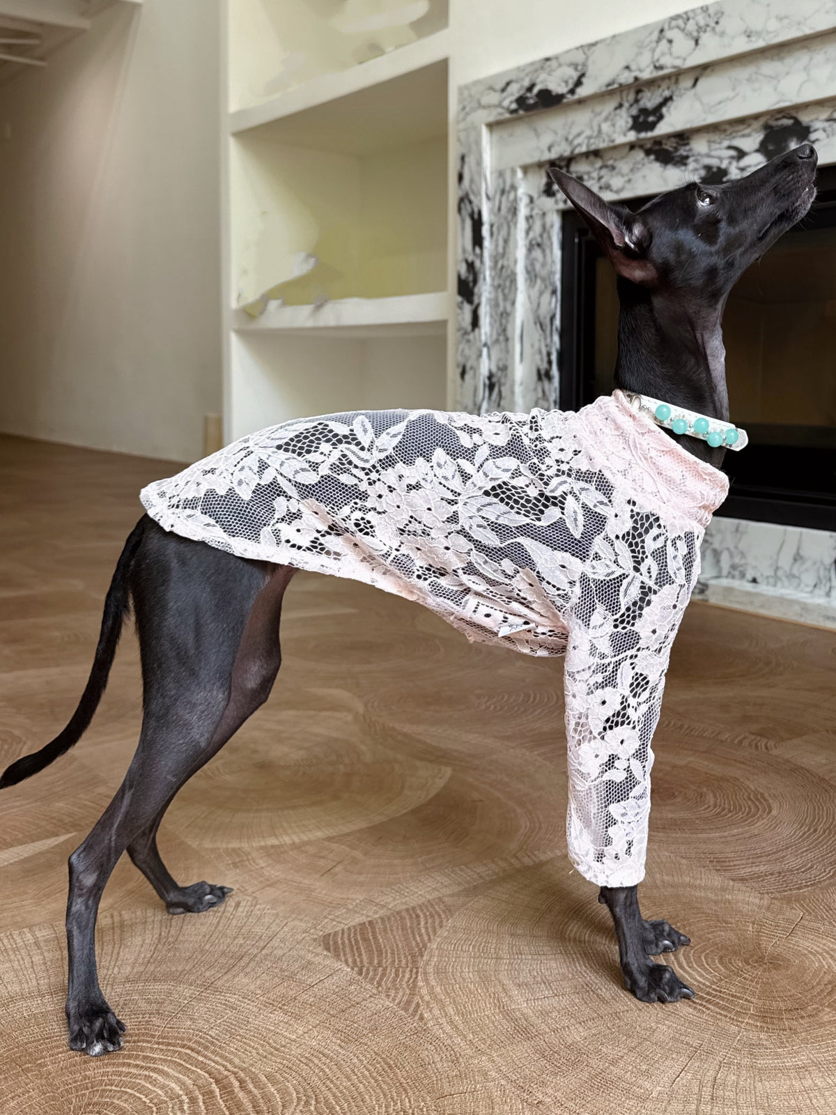 Three-quarter view of a black Italian Greyhound showing the white leather band and mint green amazonite beads of the luxury pet collar