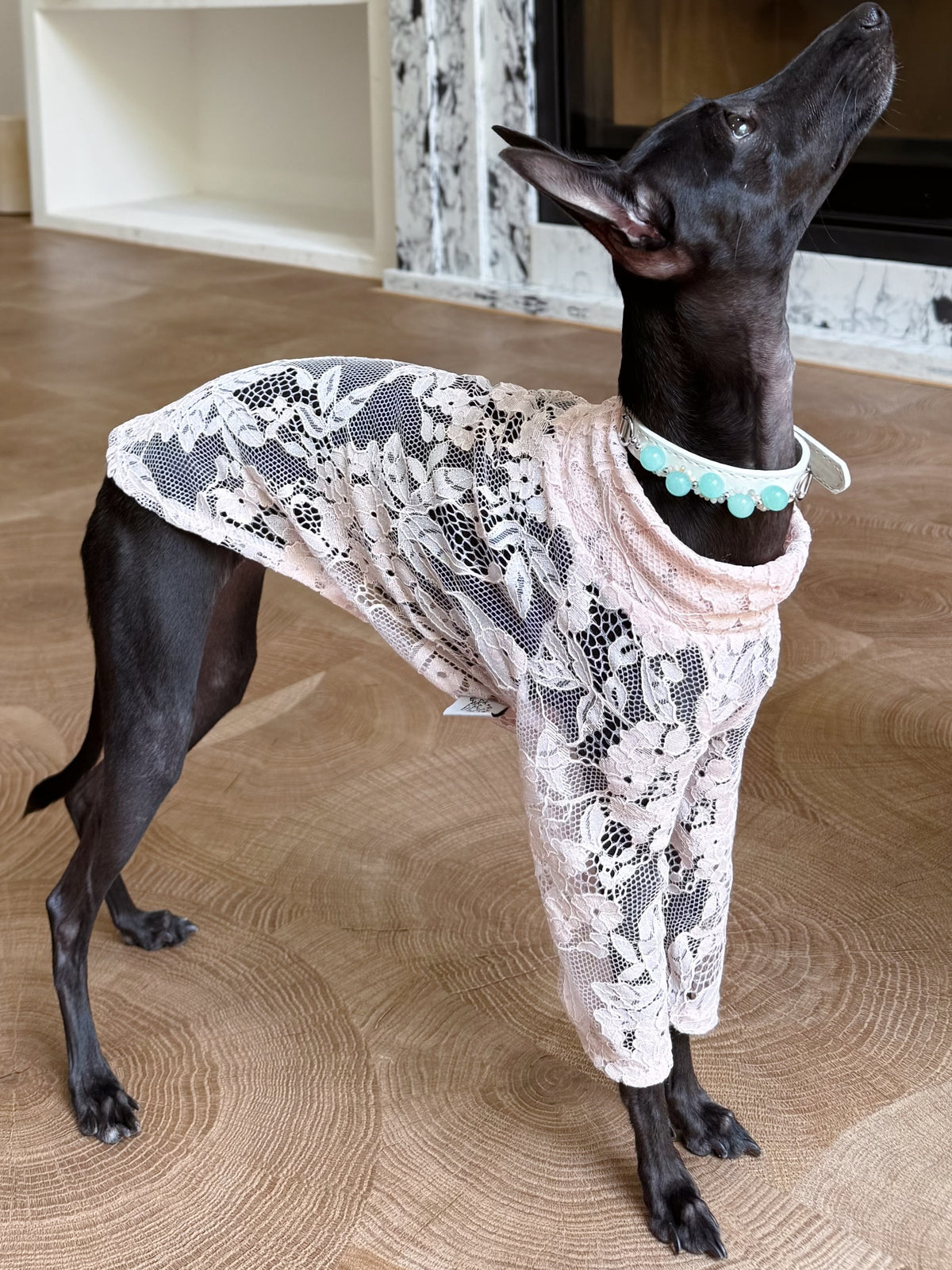 Full body profile of an elegant black Italian Greyhound wearing the white crystal charm pet collar and lace sweater