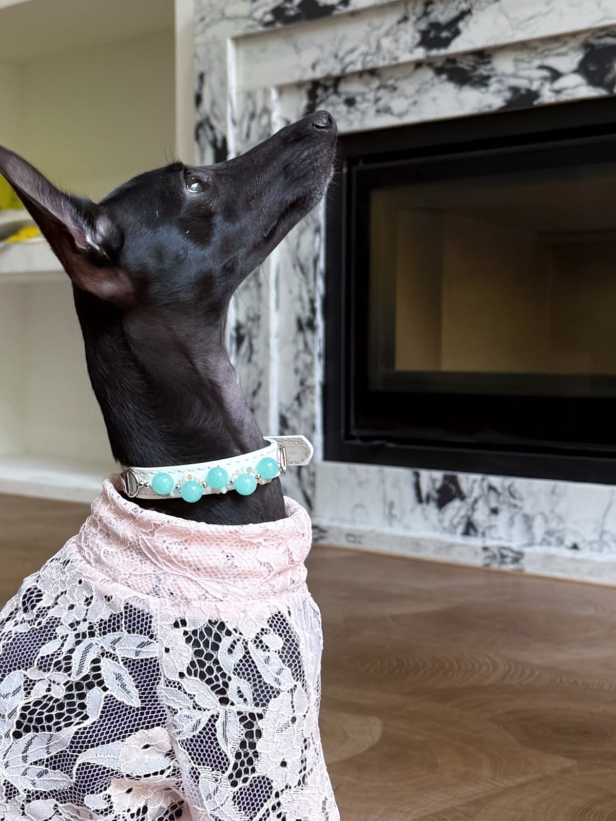 Black Italian Greyhound in a pink lace shirt standing proudly wearing the white handmade amazonite crystal pet collar