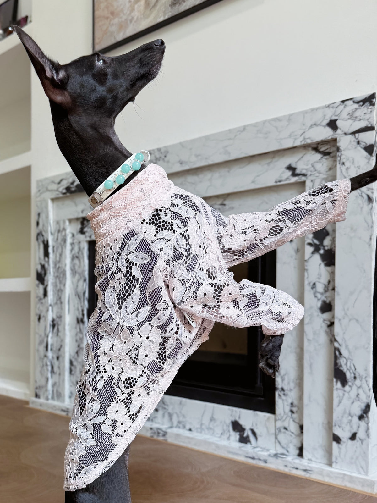 Graceful black Italian Greyhound standing up on hind legs wearing the luxury white amazonite crystal collar in front of a fireplace