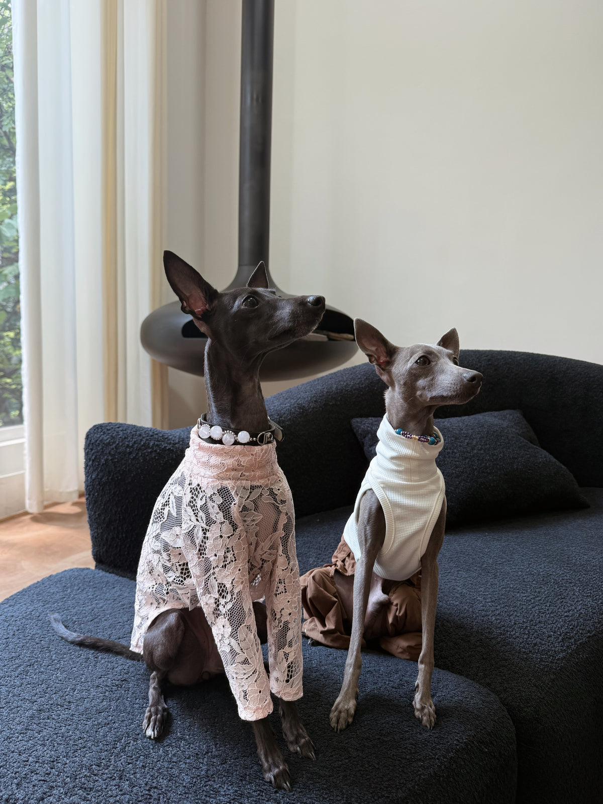 Close-up portrait of a black Italian Greyhound wearing the pink strawberry quartz crystal pet collar over a pink lace shirt