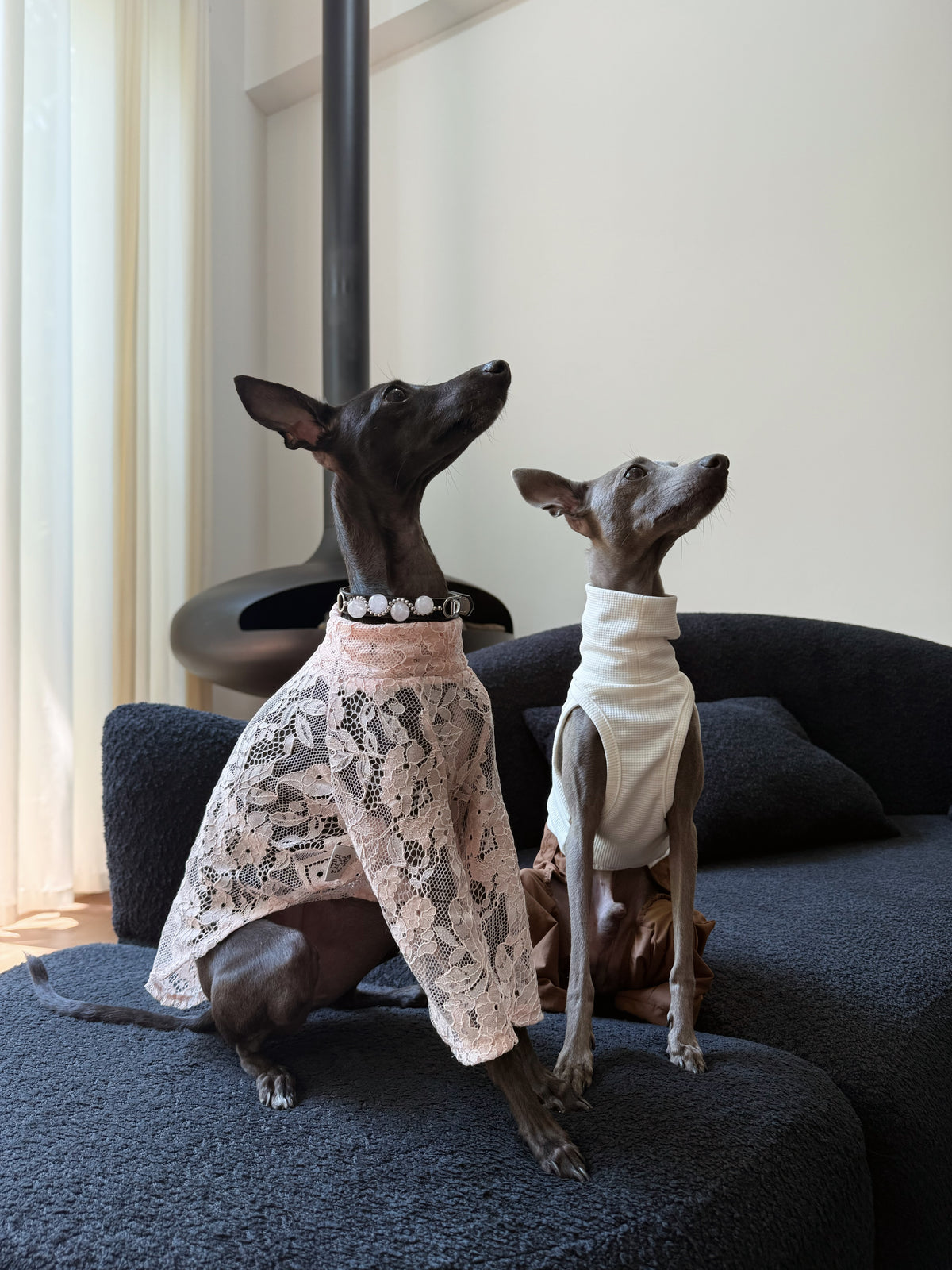 Two Italian Greyhounds on a sofa: black dog wearing the pink strawberry quartz collar paired with a grey companion dog