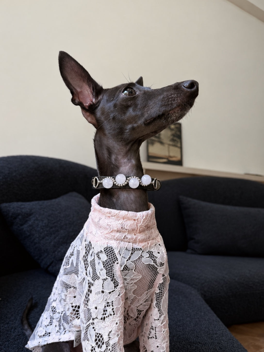 Two elegant Italian Greyhounds sitting by a modern fireplace showcasing the handcrafted pink crystal pet collar