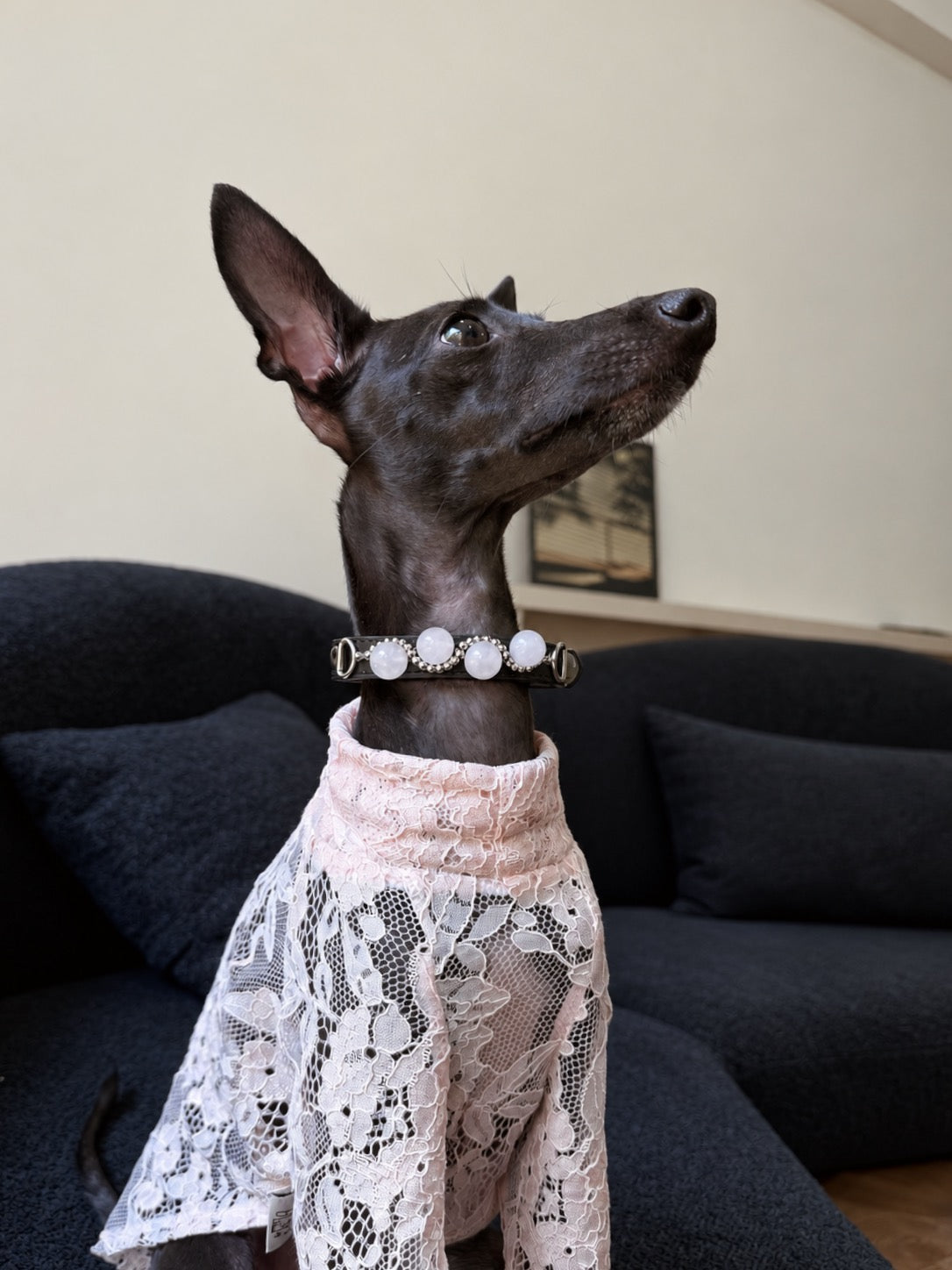 Two elegant Italian Greyhounds sitting by a modern fireplace showcasing the handcrafted pink crystal pet collar