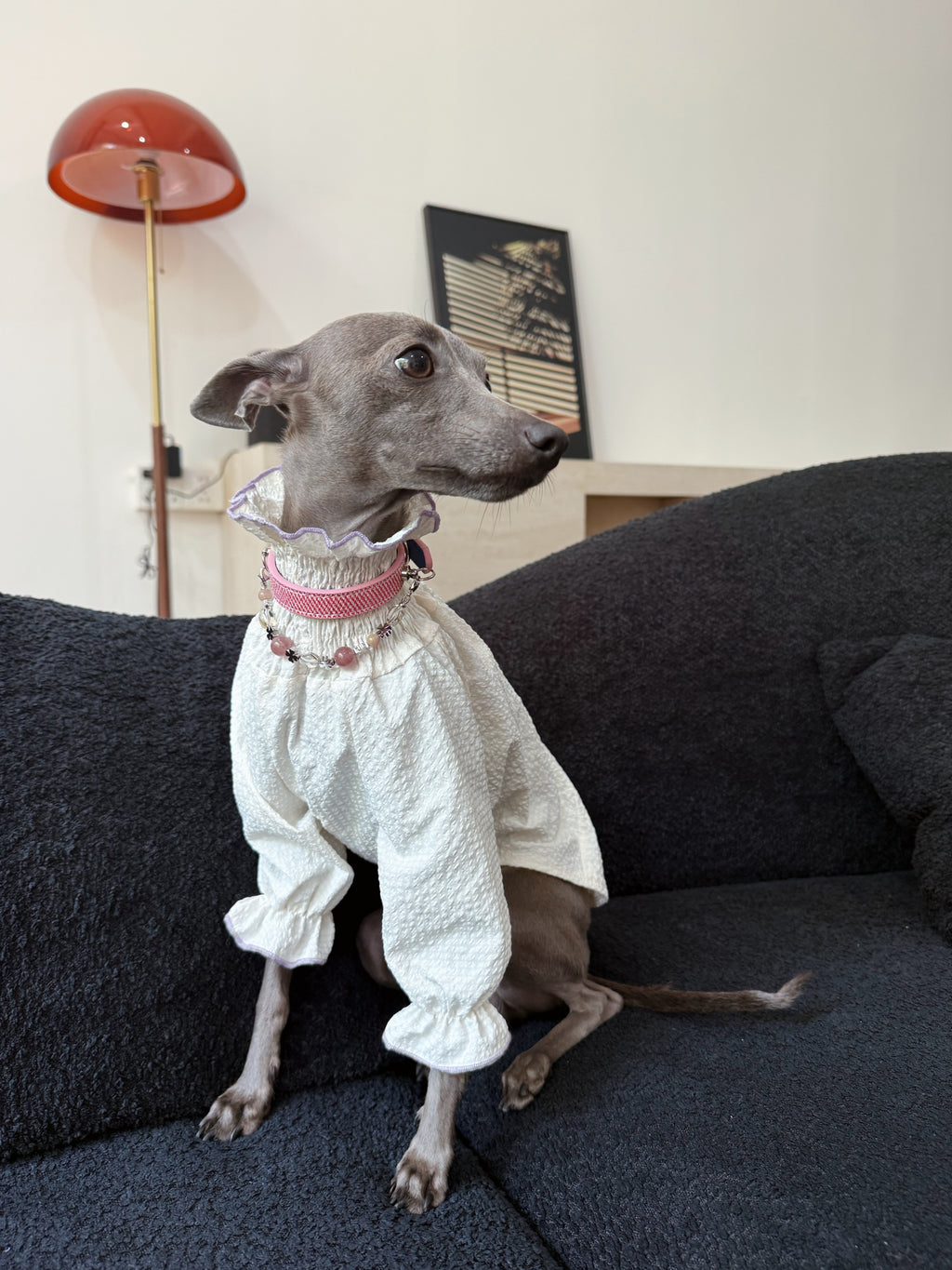 Grey Italian Greyhound in a white ruffled shirt sitting on a couch wearing the Rosae pink crystal dog collar