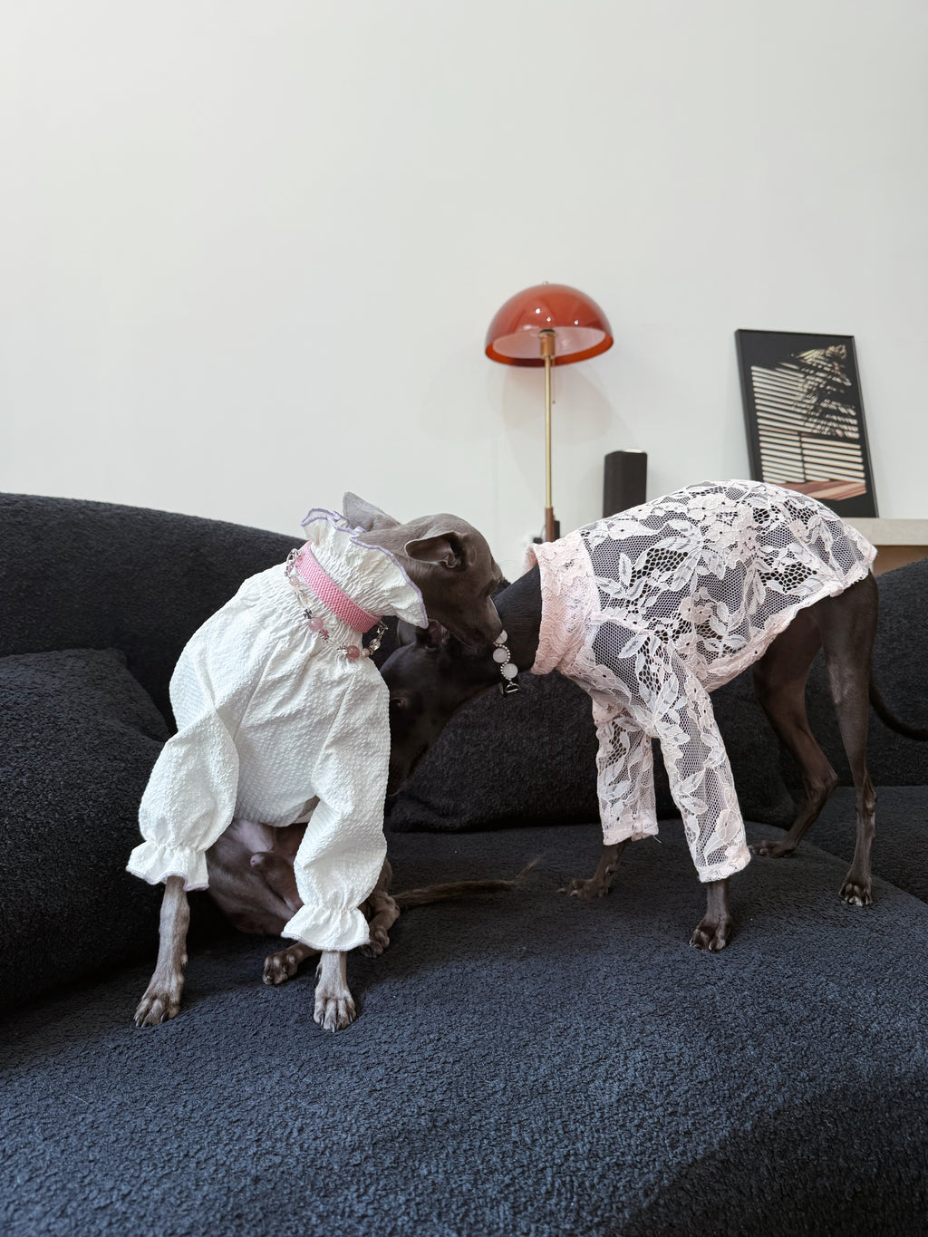 Italian Greyhound resting gracefully on a dark sofa wearing the white ruffled top and Rosae pink crystal collar