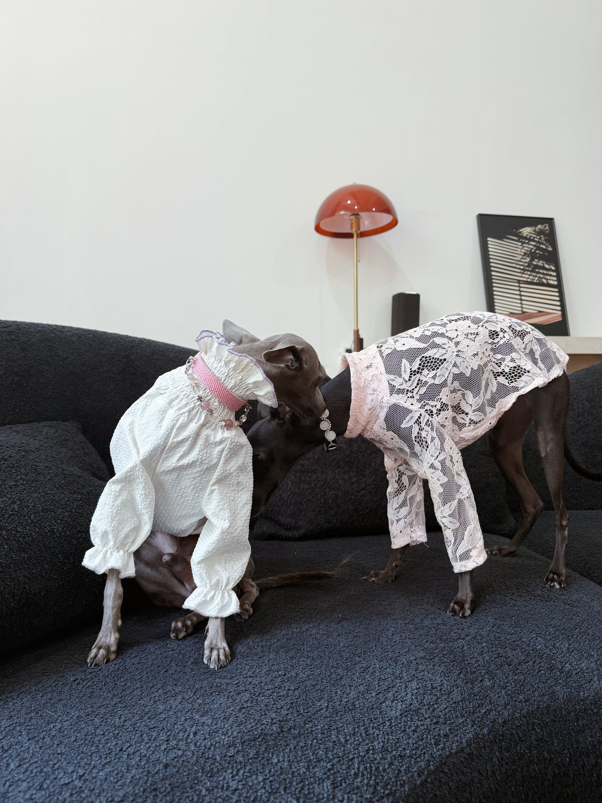 Italian Greyhound resting gracefully on a dark sofa wearing the white ruffled top and Rosae pink crystal collar