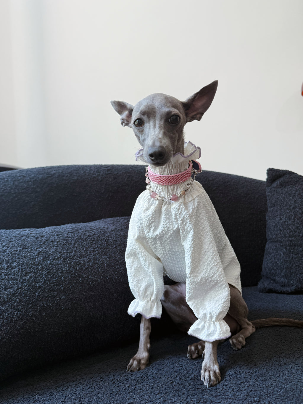 Two Italian Greyhounds interacting on a sofa: grey dog wearing the Rosae collar greeting black companion dog