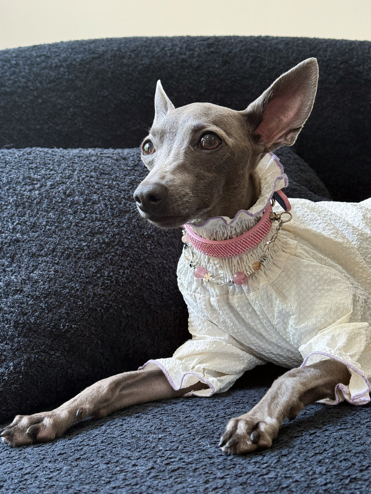 Front view of an Italian Greyhound with alert ears wearing the Rosae strawberry quartz dual-layer pet collar