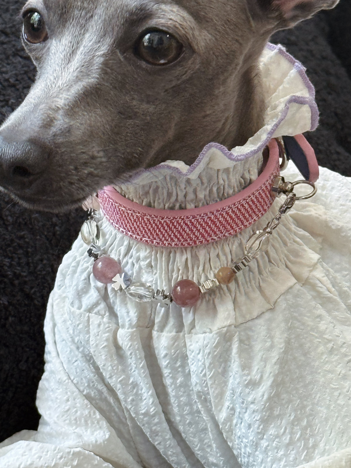 Full frontal portrait of a seated Italian Greyhound showcasing the handcrafted Rosae pink crystal dog collar