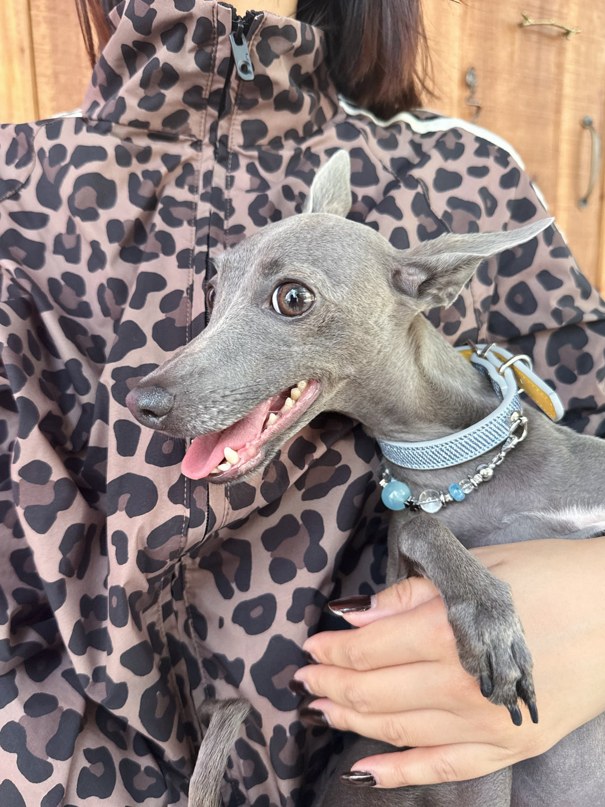 Italian Greyhound held by owner showcasing the Celestial Aqua dog collar with detachable crystal chain