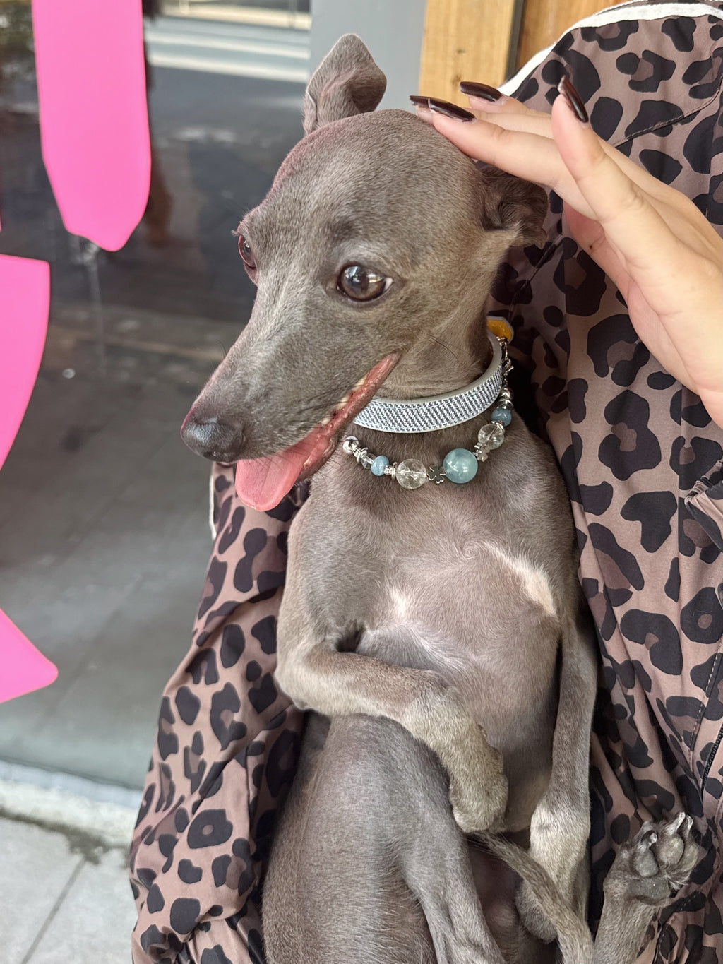Happy Italian Greyhound smiling in owner's arms wearing the luxury aquamarine crystal pet collar