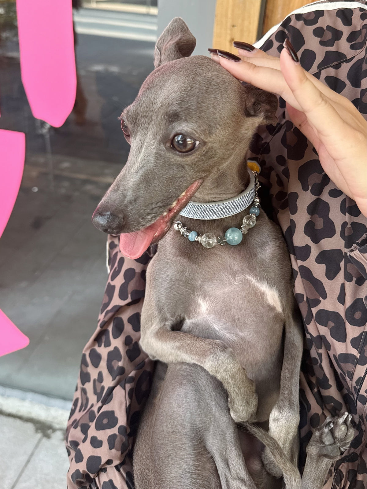 Happy Italian Greyhound smiling in owner's arms wearing the luxury aquamarine crystal pet collar