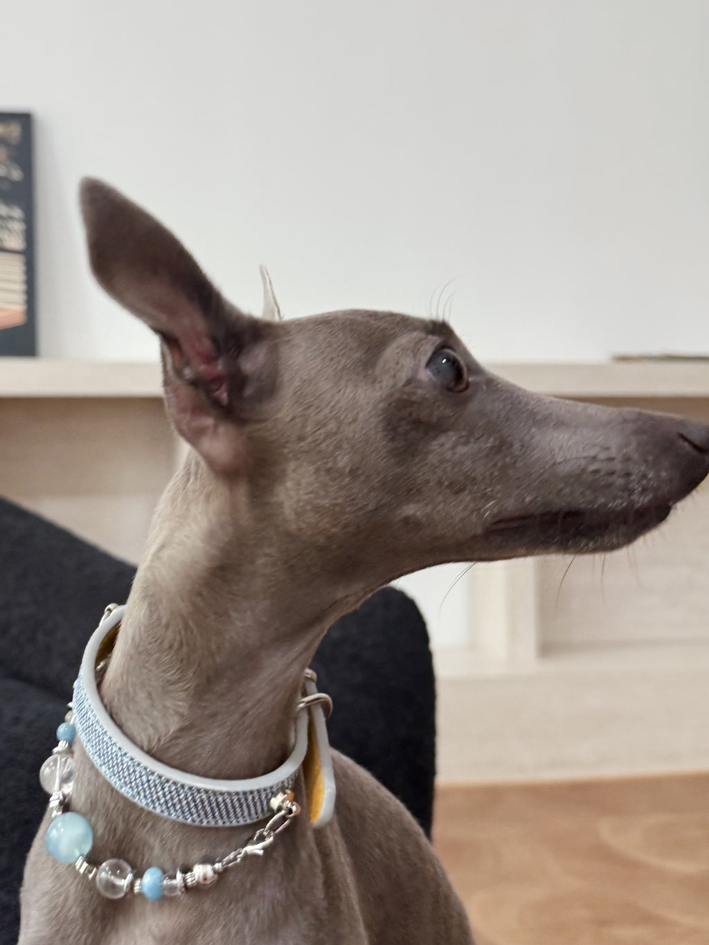 Grey Italian Greyhound resting in a folding chair wearing the light blue woven strap crystal dog collar