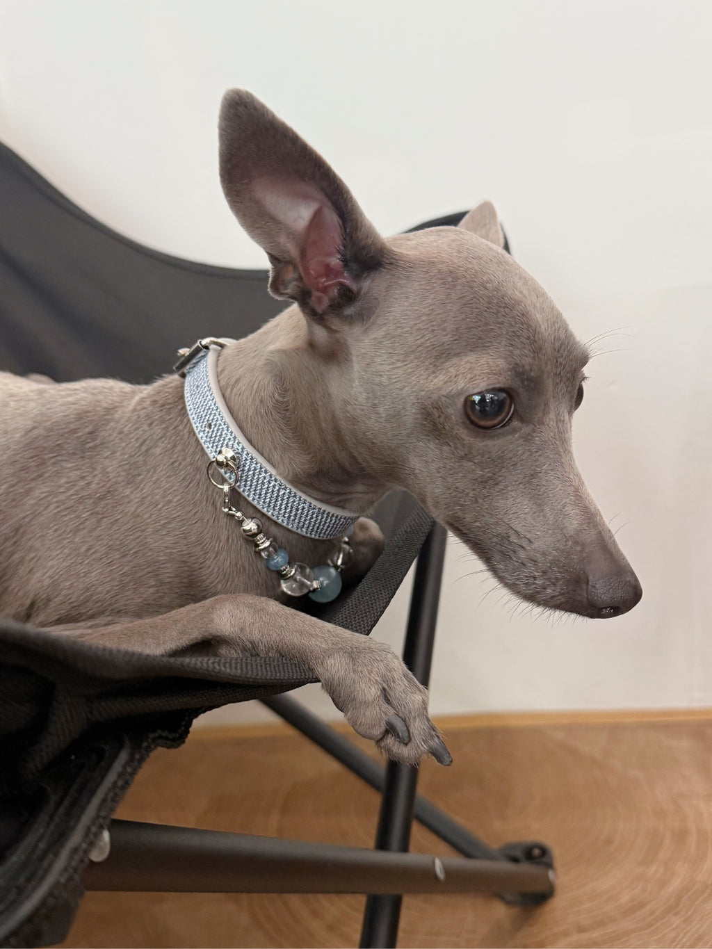 Playful Italian Greyhound sticking its tongue out while wearing the handcrafted aquamarine stone dog collar