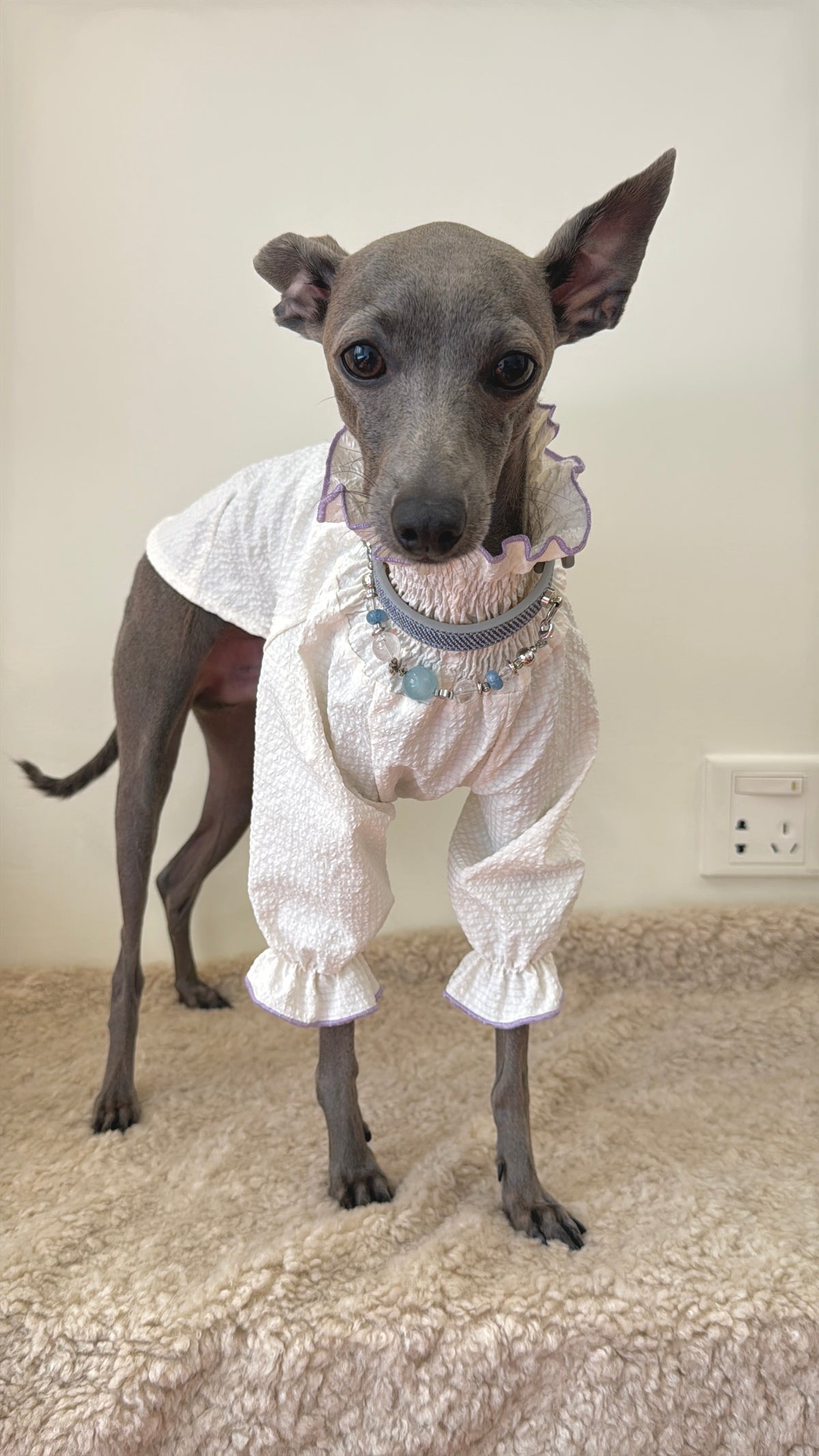 Full front standing view of an Italian Greyhound in a ruffled shirt wearing the Celestial Aqua crystal collar