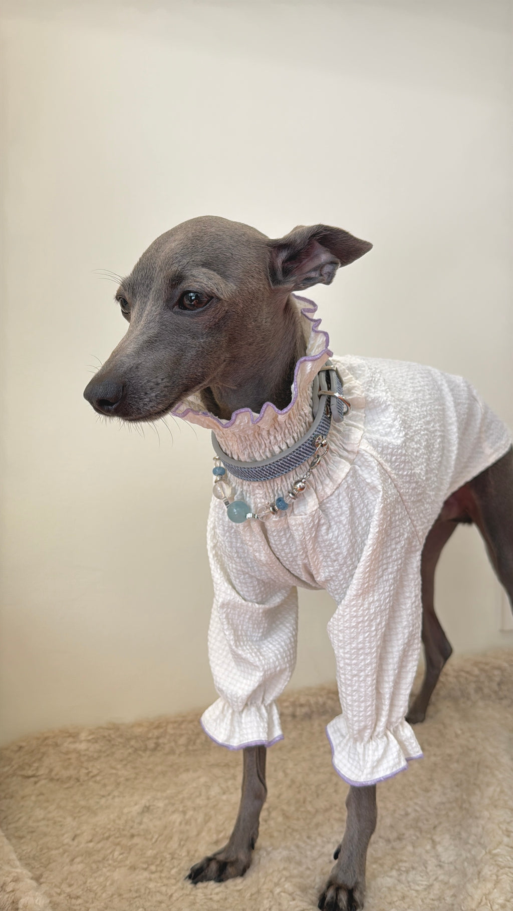 Standing Italian Greyhound in a ruffled top looking side with the luxury aquamarine crystal collar on a fluffy rug