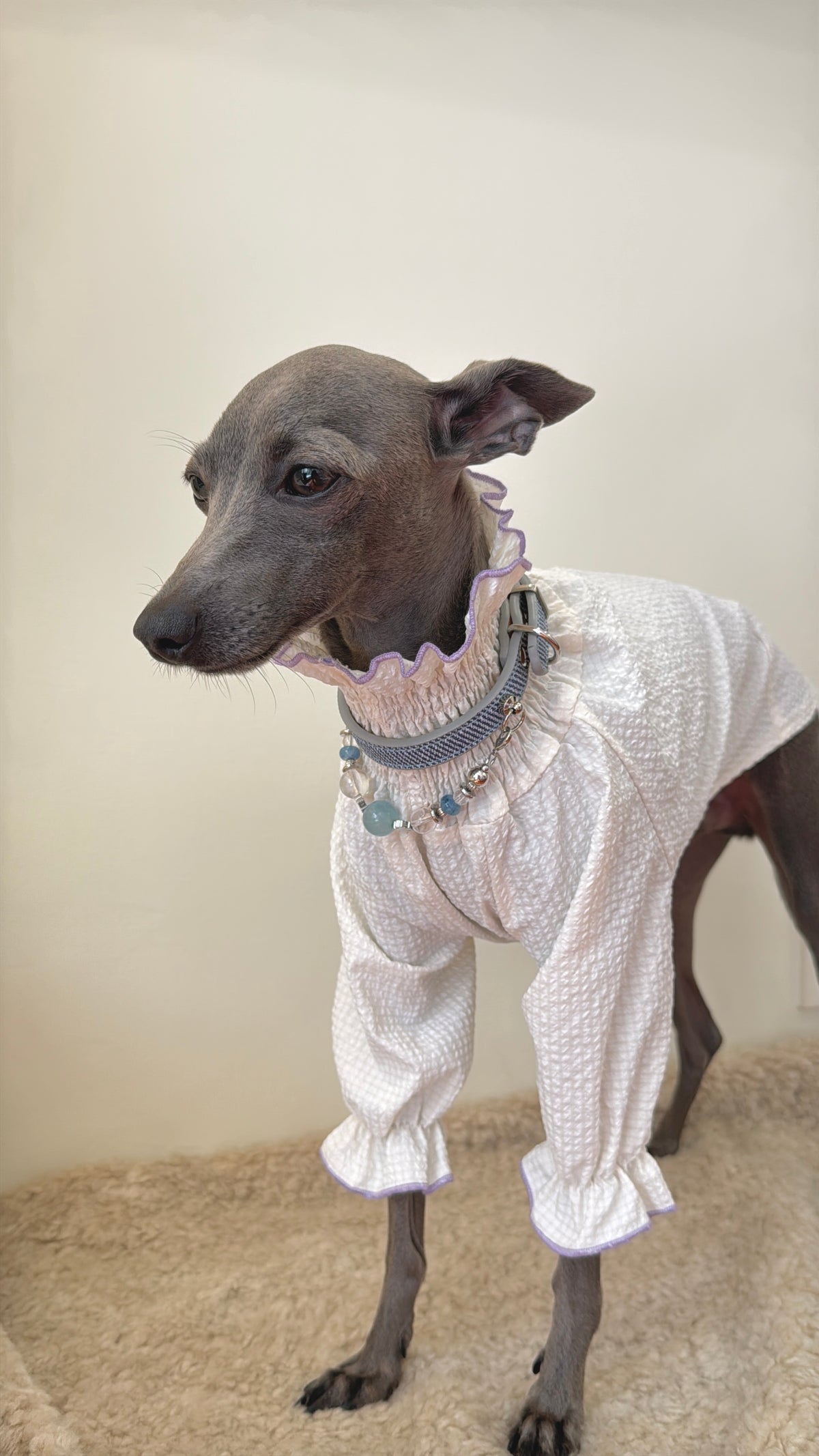 Standing Italian Greyhound in a ruffled top looking side with the luxury aquamarine crystal collar on a fluffy rug