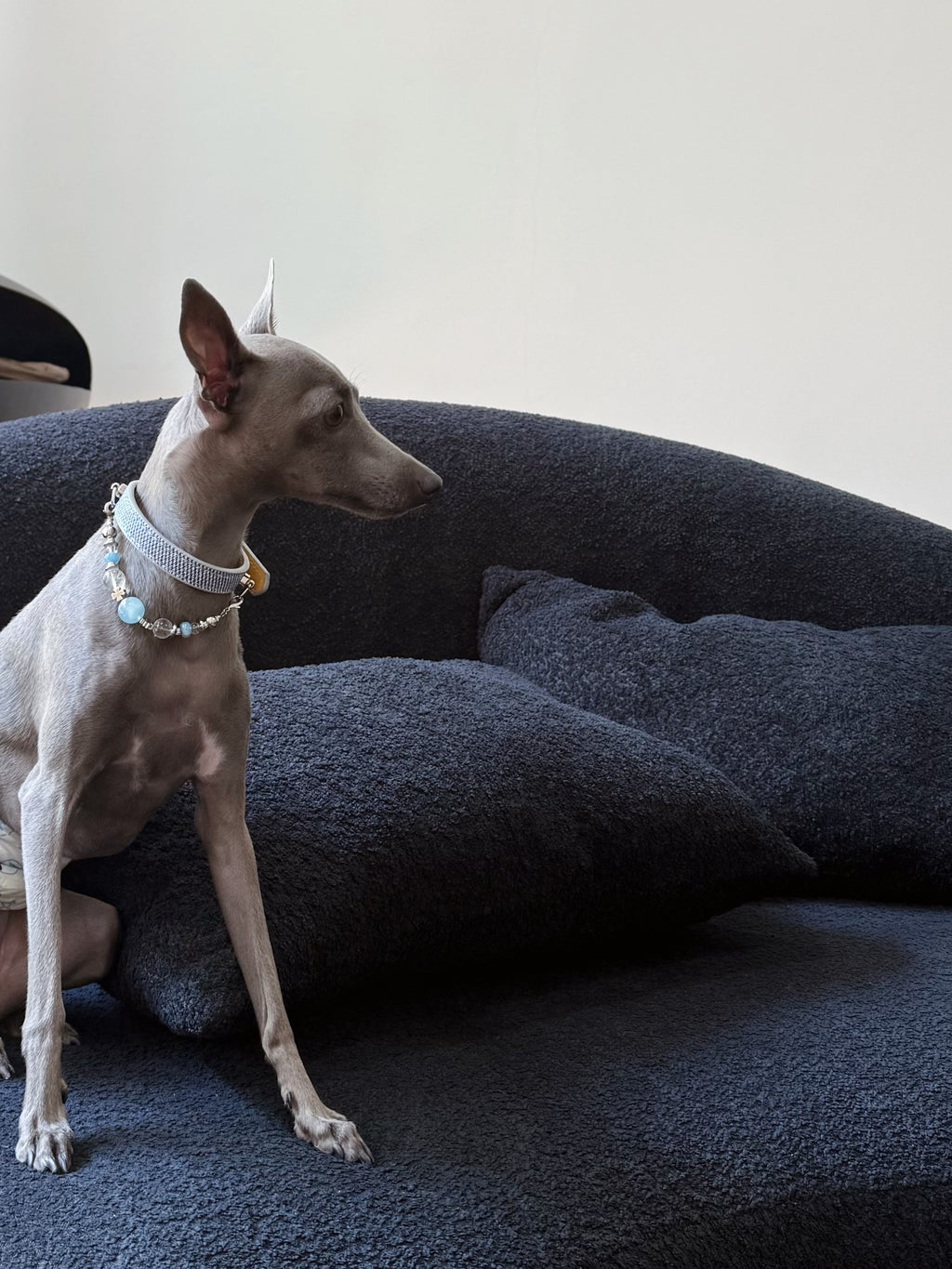 Celestial Aqua Crystal Dog Collar|MUTTU