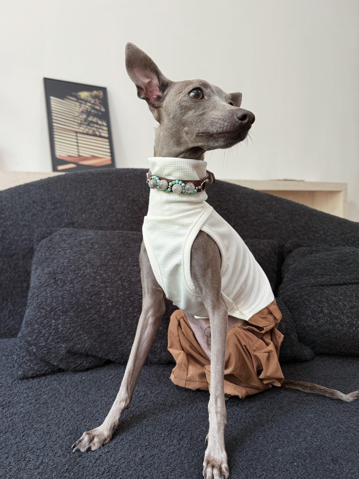 Front view of an Italian Greyhound wearing the handcrafted brown leather pet collar set with natural crystal and turquoise gemstones