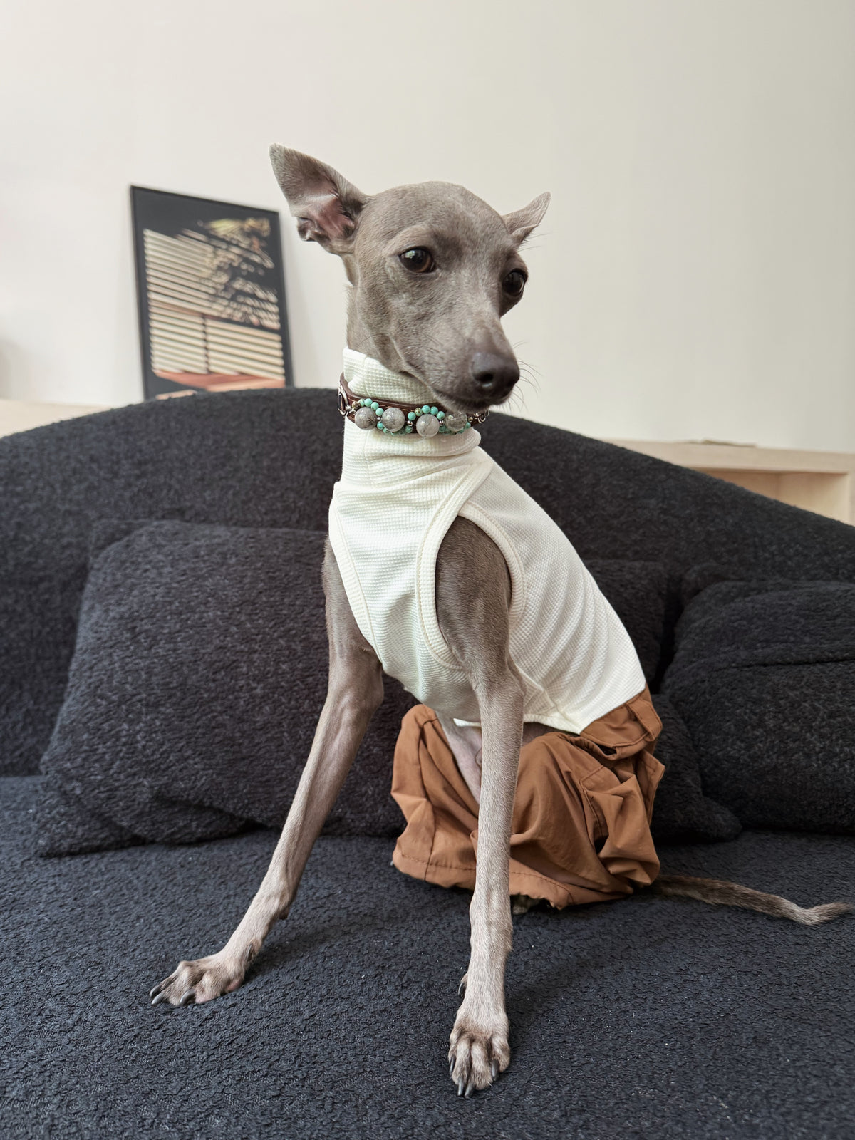 Italian Greyhound in chic pet outfit modeling the brown crystal charm dog collar in a modern living room setting