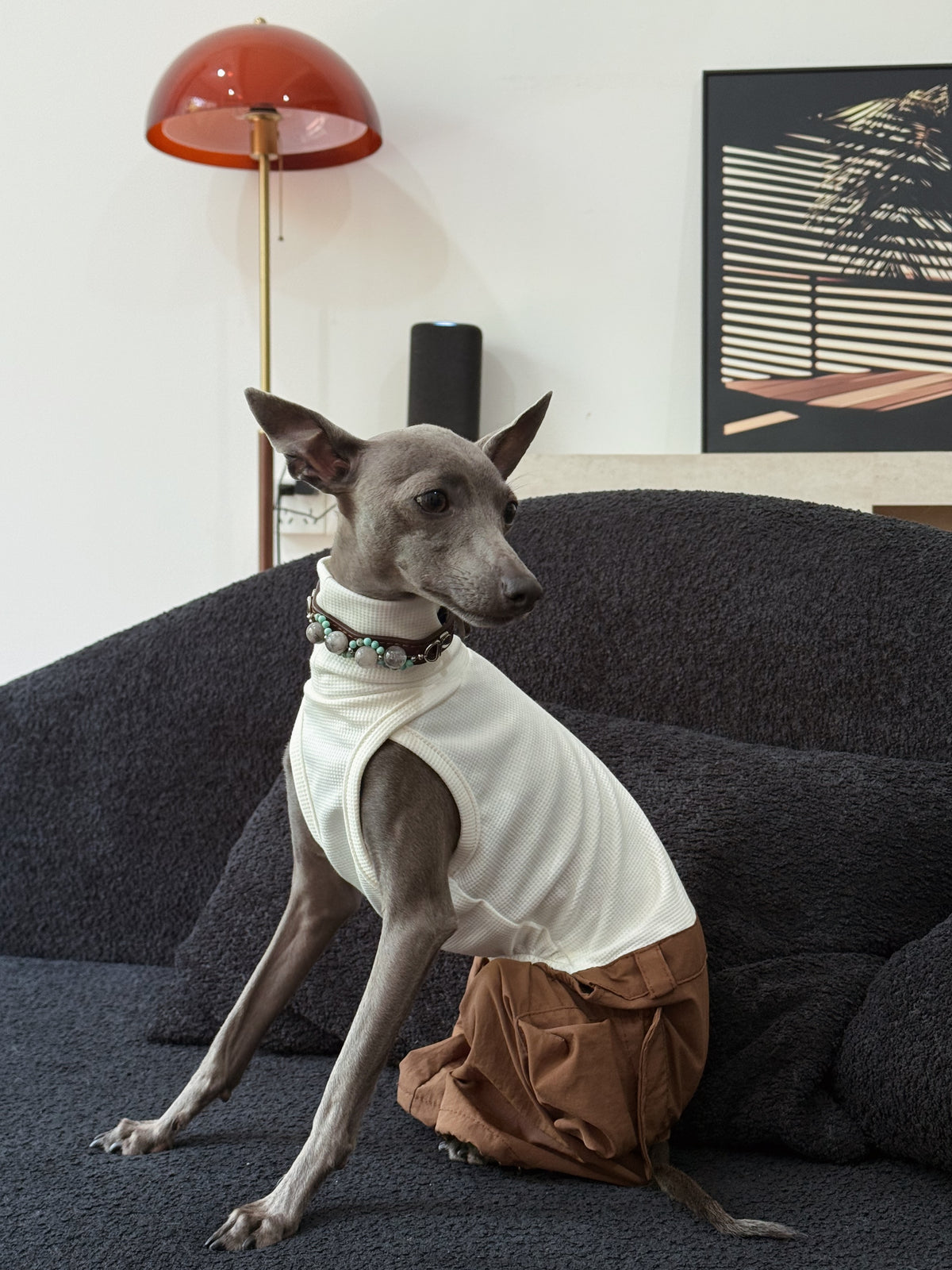Profile close-up of an Italian Greyhound wearing the brown handmade crystal and turquoise pet collar over a white turtleneck