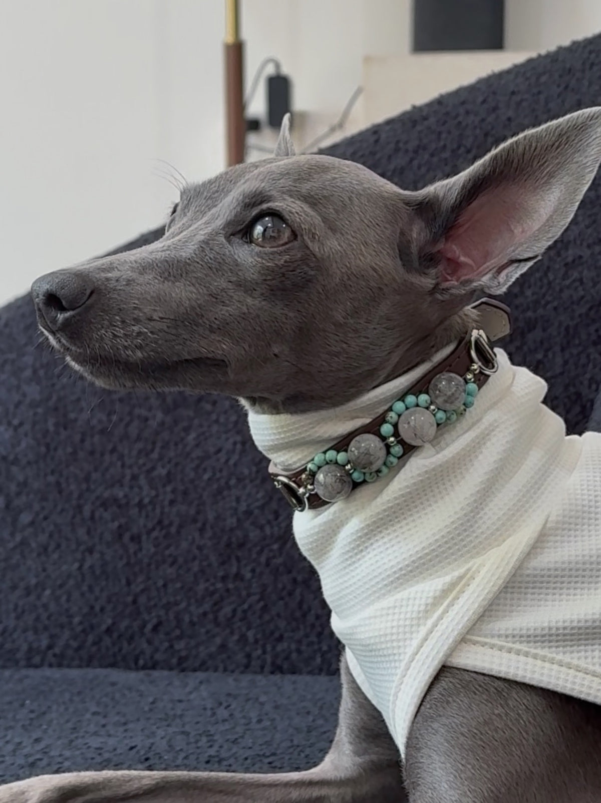 Italian Greyhound sitting upright on a dark sofa modeling the luxury brown crystal and turquoise dog collar with stylish pet apparel