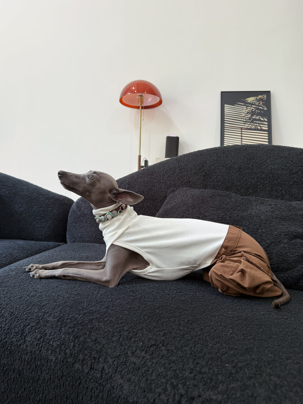 Italian Greyhound in chic pet outfit modeling the brown crystal charm dog collar in a modern living room setting