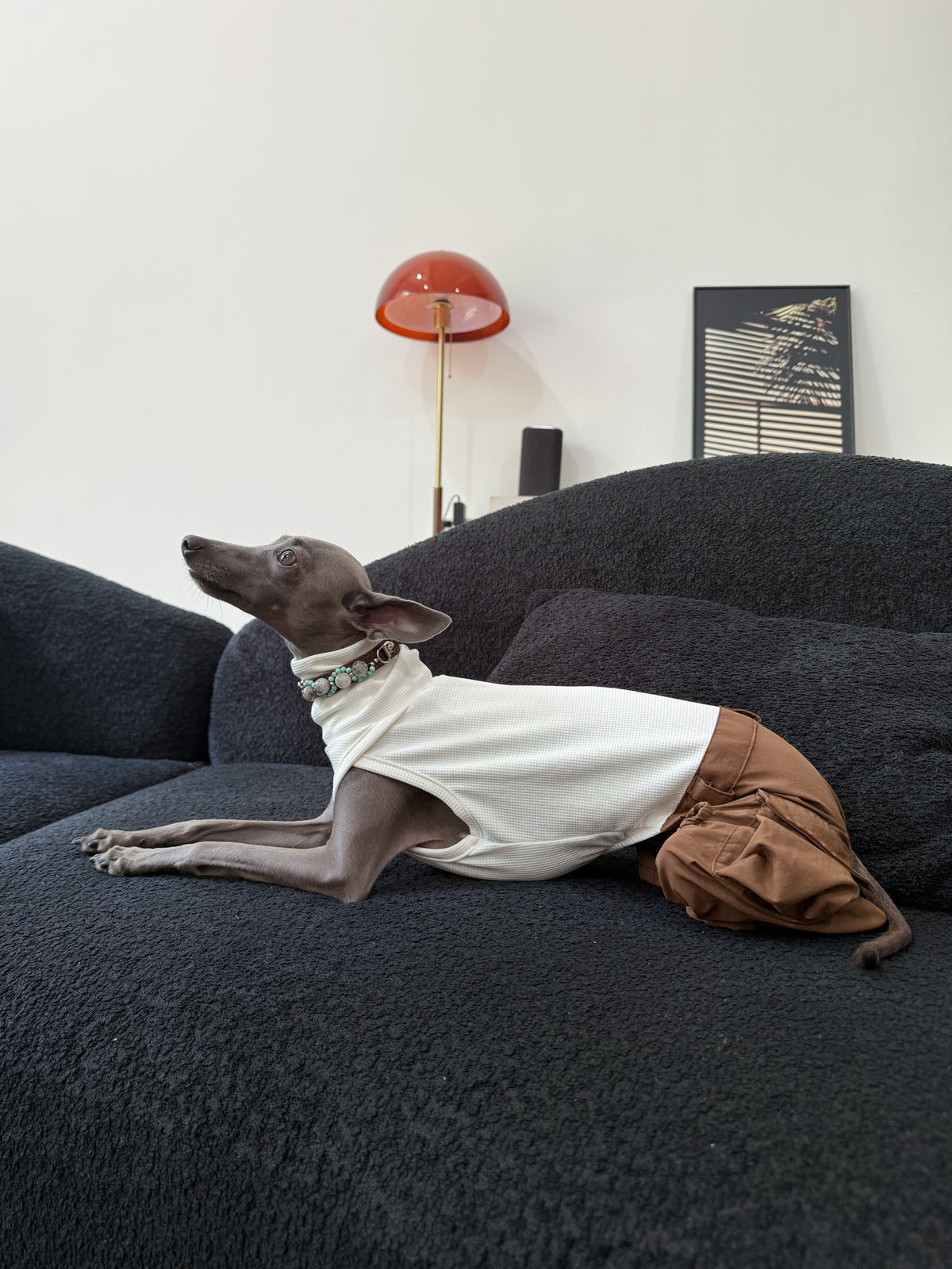 Italian Greyhound in chic pet outfit modeling the brown crystal charm dog collar in a modern living room setting