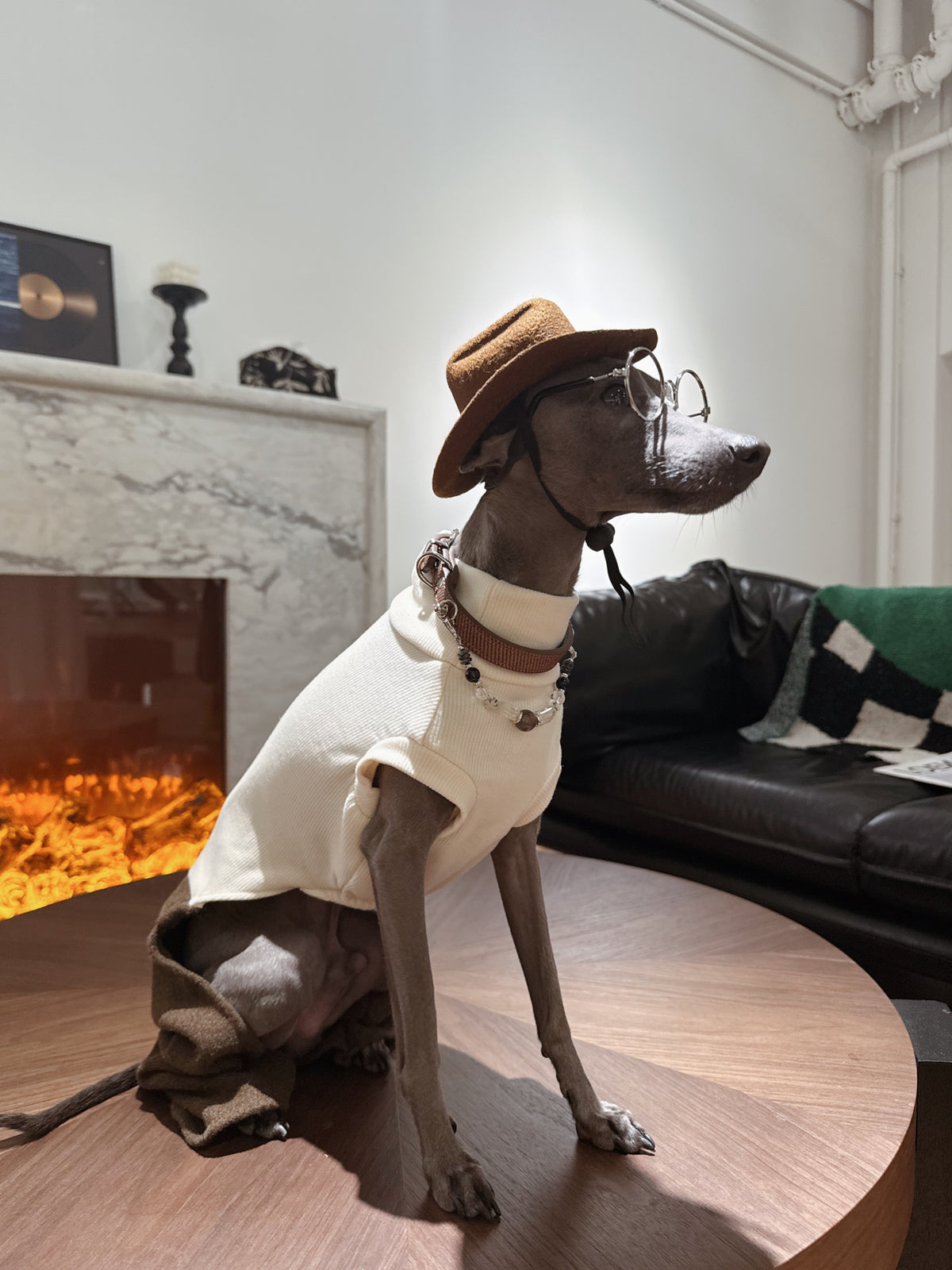 Italian Greyhound in vintage fedora hat and glasses modeling the Onyx Crystal Dog Collar by the fireplace