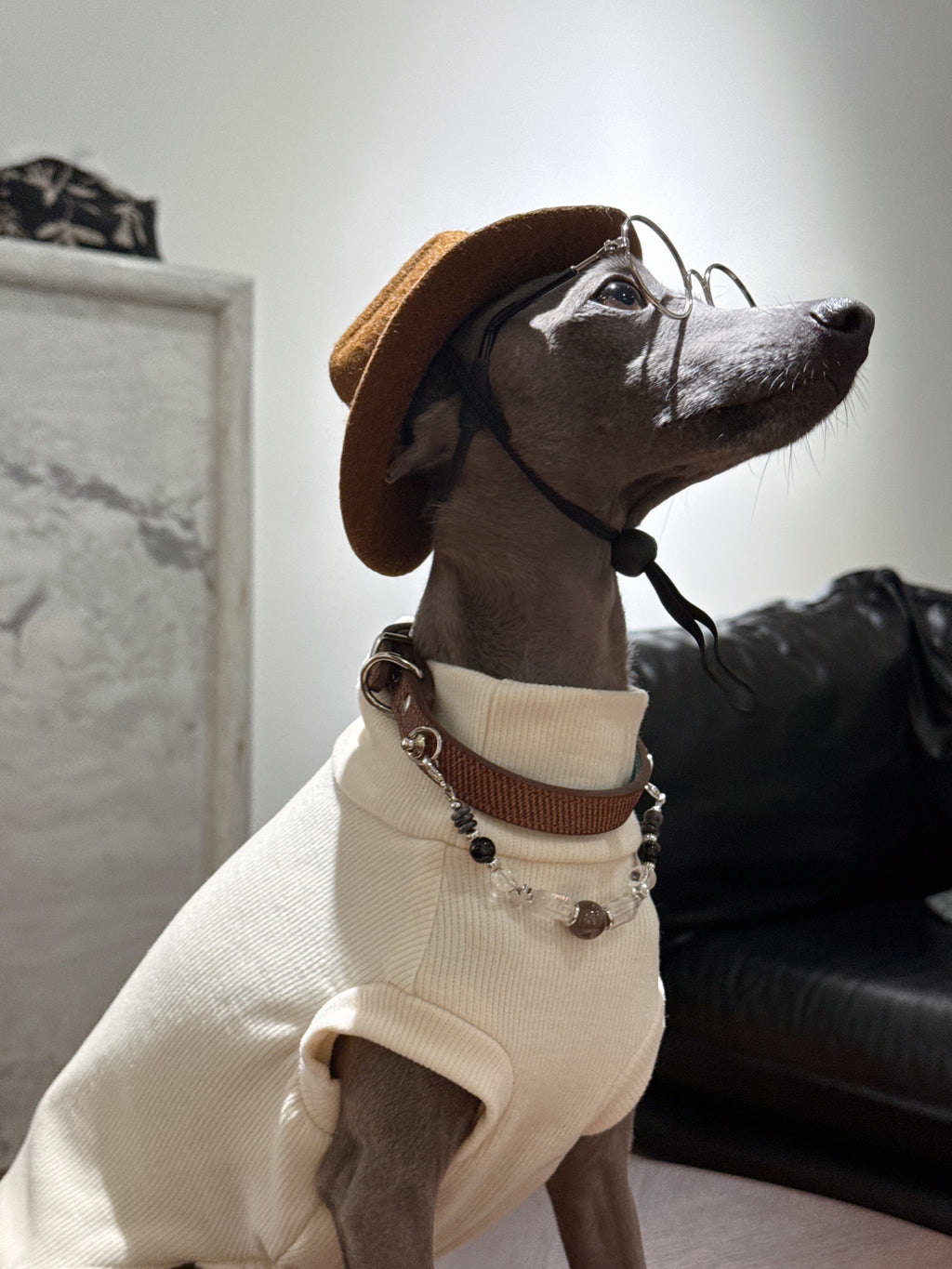 Italian Greyhound looking up wearing a brown hat and glasses modeling the elegant Onyx smoky agate crystal dog collar