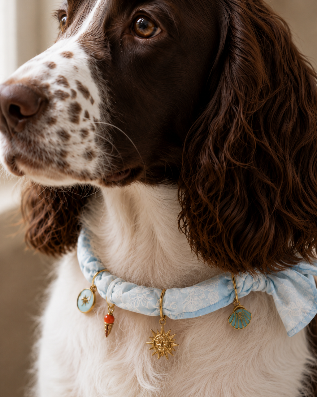 Close-up of a brown and white spaniel dog wearing a luxurious light blue Muttu pet collar, featuring elegant gold and crystal charms.
