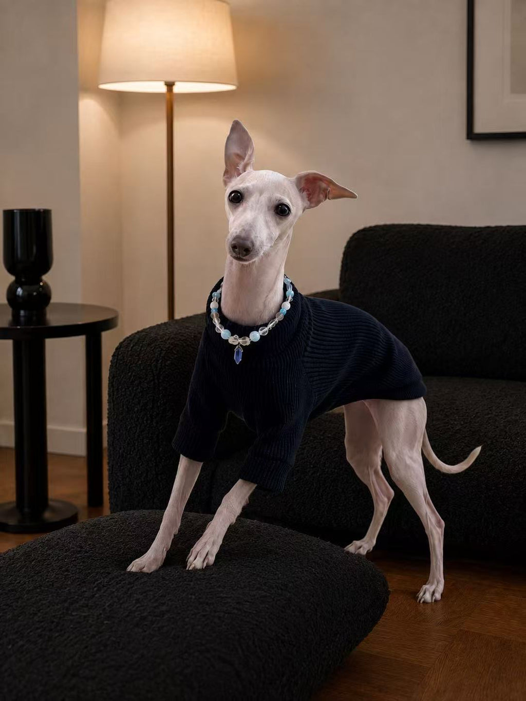 An elegant Italian Greyhound standing on a black ottoman, wearing a black pet shirt and a premium Muttu crystal dog collar.