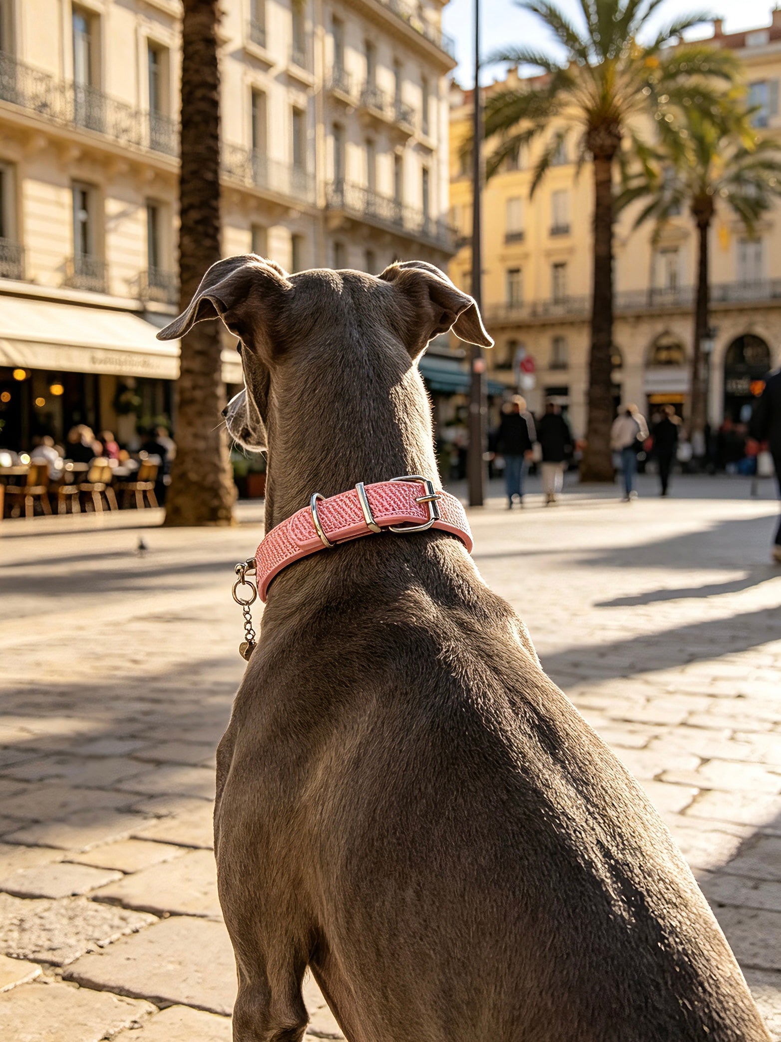 Rosae Crystal Necklace Dog Collar